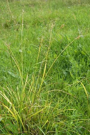 Carex pallescens \ Bleiche Segge / Pale Sedge, S Vänersborg 12.8.2010