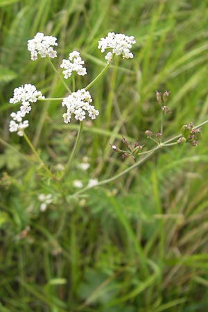 Carum carvi \ Echter Kmmel, Wiesen-Kmmel / Caraway, S Tanum 9.8.2010