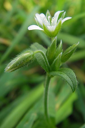 Cerastium holosteoides \ Gewhnliches Hornkraut / Common Mouse-Ear, S Bohus 7.8.2010