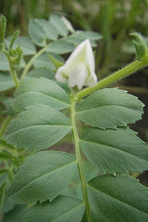 Cicer arietinum \ Kichererbse / Chick-Pea, S Helsingborg 2.8.2010