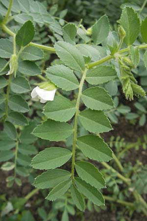 Cicer arietinum \ Kichererbse / Chick-Pea, S Helsingborg 2.8.2010