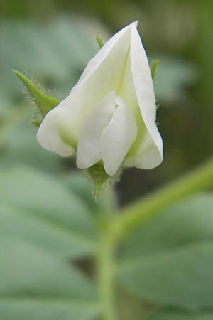 Cicer arietinum \ Kichererbse / Chick-Pea, S Helsingborg 2.8.2010