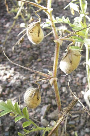 Cicer arietinum \ Kichererbse / Chick-Pea, S Botan. Gar.  Universit.  Uppsala 28.8.2010