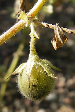 Cicer arietinum \ Kichererbse / Chick-Pea, S Botan. Gar.  Universit.  Uppsala 28.8.2010