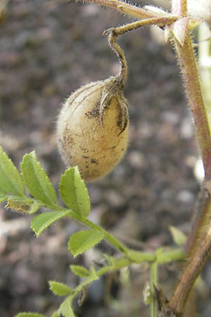 Cicer arietinum \ Kichererbse / Chick-Pea, S Botan. Gar.  Universit.  Uppsala 28.8.2010