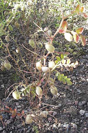 Cicer arietinum \ Kichererbse / Chick-Pea, S Botan. Gar.  Universit.  Uppsala 28.8.2010