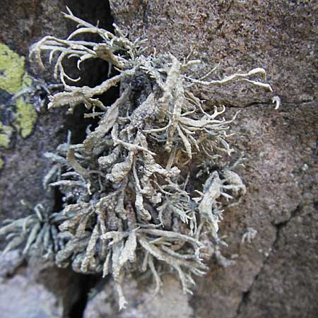 Cladonia uncialis \ Zahnf&ouml;rmige Cladonie, Igel-Cladonie / Cup Lichen, S Kullaberg 13.8.2009