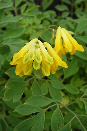 Corydalis lutea \ Gelber Lerchensporn / Yellow Corydalis, S Fjällbacka 8.8.2010