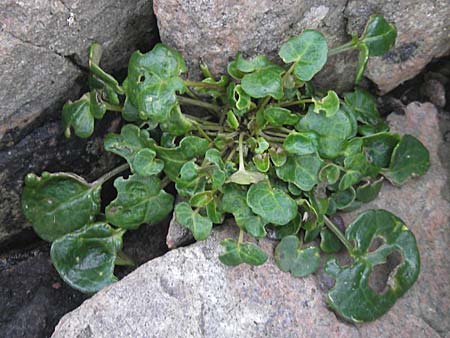 Cochlearia officinalis \ Echtes Lffelkraut / Common Scurvy-Grass, S Kullaberg 13.8.2009