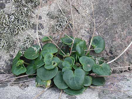 Cochlearia officinalis \ Echtes Lffelkraut / Common Scurvy-Grass, S Kullaberg 13.8.2009