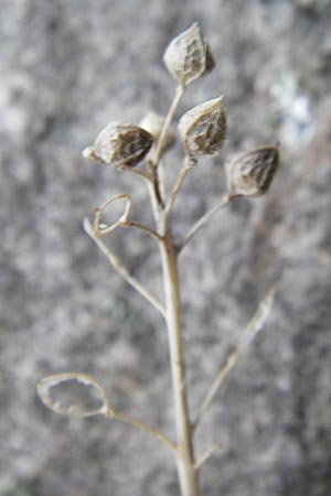 Cochlearia officinalis \ Echtes Lffelkraut / Common Scurvy-Grass, S Kullaberg 13.8.2009