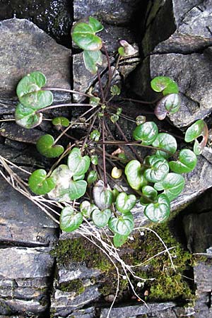Cochlearia officinalis \ Echtes Lffelkraut / Common Scurvy-Grass, S Kullaberg 13.8.2009