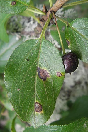 Rhamnus cathartica \ Purgier-Kreuzdorn, Echter Kreuzdorn / Buckthorn, S Västers Ängsö 29.8.2010