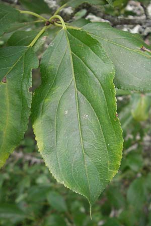 Rhamnus cathartica \ Purgier-Kreuzdorn, Echter Kreuzdorn / Buckthorn, S Västers Ängsö 29.8.2010