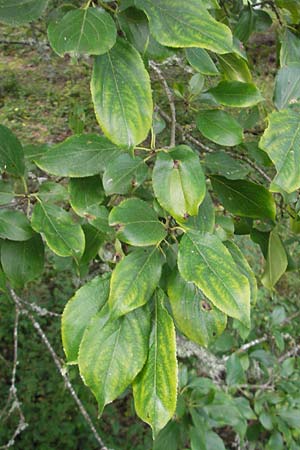 Rhamnus cathartica \ Purgier-Kreuzdorn, Echter Kreuzdorn / Buckthorn, S Västers Ängsö 29.8.2010