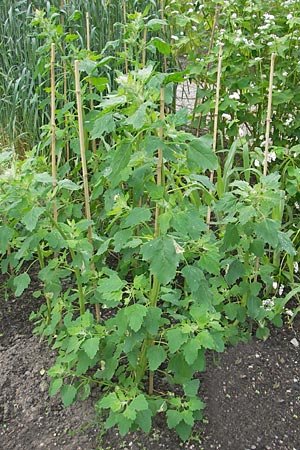 Chenopodium quinoa \ Reismelde, Inka-Reis / Quinoa, S Helsingborg 2.8.2010