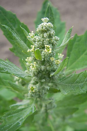 Chenopodium quinoa \ Reismelde, Inka-Reis / Quinoa, S Helsingborg 2.8.2010