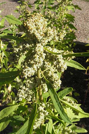 Chenopodium quinoa \ Reismelde, Inka-Reis / Quinoa, S Botan. Gar.  Universit.  Uppsala 28.8.2010