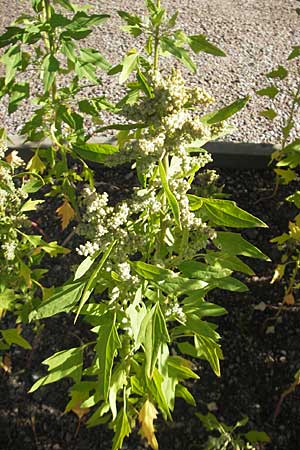 Chenopodium quinoa \ Reismelde, Inka-Reis / Quinoa, S Botan. Gar.  Universit.  Uppsala 28.8.2010