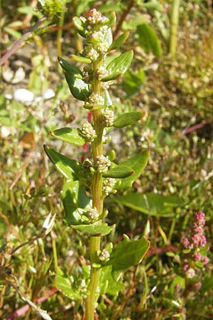 Chenopodium rubrum \ Roter Gnsefu / Red Goosefoot, S Varberg 4.8.2010