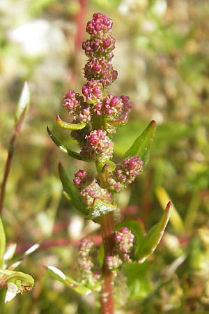 Chenopodium rubrum \ Roter Gnsefu / Red Goosefoot, S Varberg 4.8.2010