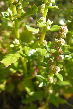 Chenopodium rubrum \ Roter Gnsefu / Red Goosefoot, S Varberg 4.8.2010