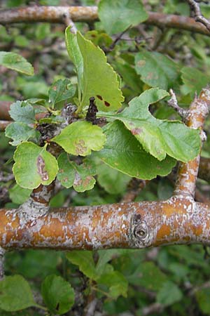 Crataegus laevigata ? \ Zweigriffeliger Weidorn / Midland Hawthorn, Woodland Hawthorn, S Lidköping, Kinnekulle 12.8.2010