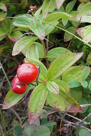 Cornus suecica \ Schwedischer Hartriegel / Bunchberry, Euasian Dwarf Cornel, S Fjällbacka 8.8.2010