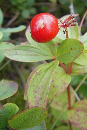 Cornus suecica \ Schwedischer Hartriegel / Bunchberry, Euasian Dwarf Cornel, S Fjällbacka 8.8.2010