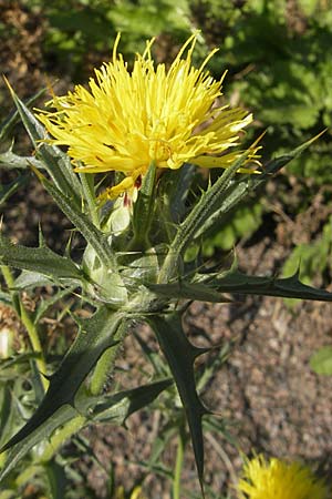 Carthamus lanatus \ Wollige Frberdistel / Wooly Distaff Thistle, S Botan. Gar.  Universit.  Uppsala 28.8.2010