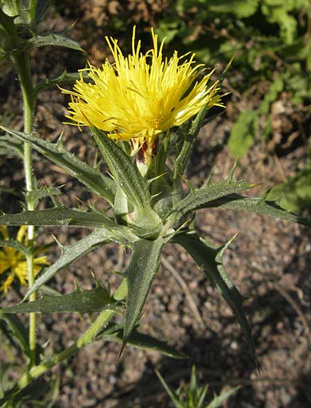 Carthamus lanatus \ Wollige Frberdistel / Wooly Distaff Thistle, S Botan. Gar.  Universit.  Uppsala 28.8.2010