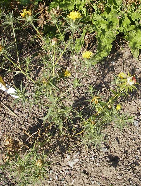 Carthamus lanatus \ Wollige Frberdistel / Wooly Distaff Thistle, S Botan. Gar.  Universit.  Uppsala 28.8.2010