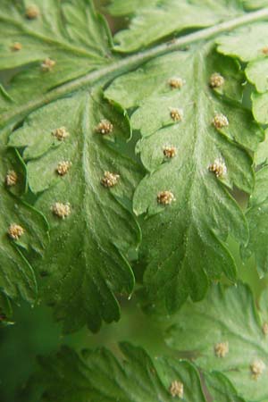 Dryopteris dilatata \ Breitblttriger Dornfarn, Groer Dornfarn / Broad Buckler Fern, S Varberg 4.8.2010