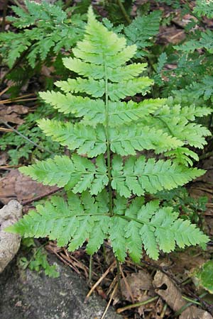 Dryopteris dilatata \ Breitblttriger Dornfarn, Groer Dornfarn / Broad Buckler Fern, S Varberg 4.8.2010