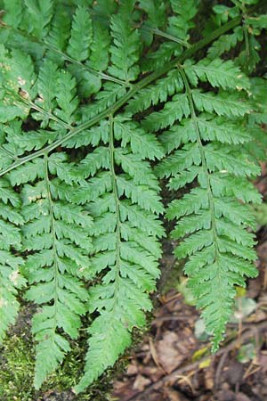 Dryopteris dilatata \ Breitblttriger Dornfarn, Groer Dornfarn / Broad Buckler Fern, S Varberg 4.8.2010