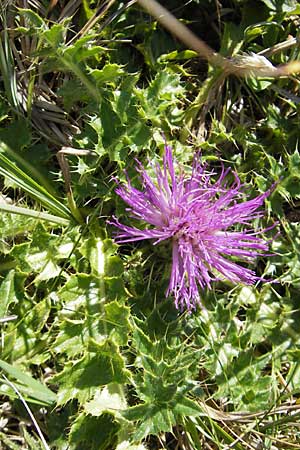 Cirsium acaule \ Stngellose Kratzdistel / Stemless Thistle, Dwarf Thistle, S Öland, Stora Alvaret, Möckel Mossen 8.8.2009