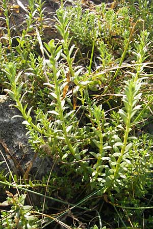 Suaeda maritima \ Salz-Sode / Annual Sea Blite, S Öland, Trollskogen 9.8.2009