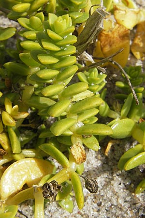 Honckenya peploides \ Salz-Miere / Sea Sandwort, S Mellbystrand 13.8.2009