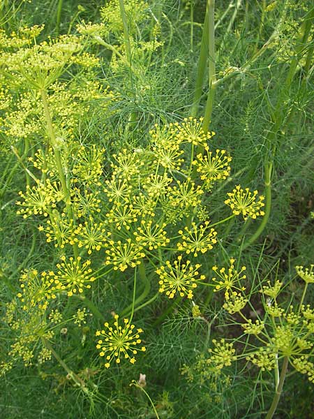Anethum graveolens \ Dill / Dill, S Torekov 3.8.2010