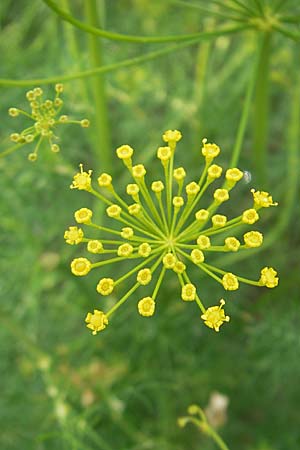 Anethum graveolens \ Dill / Dill, S Torekov 3.8.2010