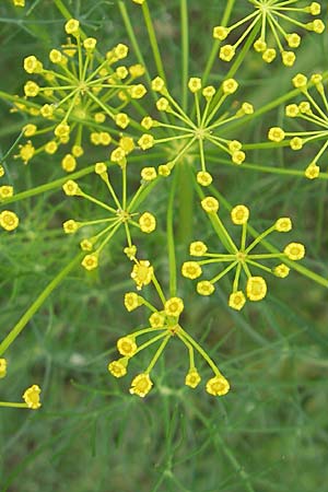 Anethum graveolens \ Dill / Dill, S Torekov 3.8.2010