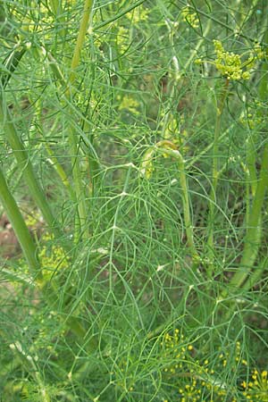 Anethum graveolens \ Dill / Dill, S Torekov 3.8.2010