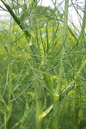 Anethum graveolens \ Dill / Dill, S Torekov 3.8.2010