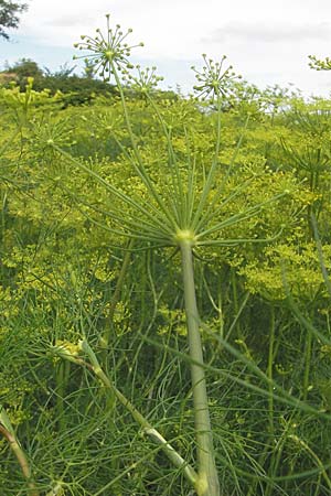 Anethum graveolens \ Dill / Dill, S Torekov 3.8.2010