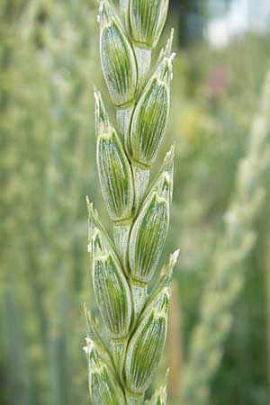 Triticum spelta \ Dinkel, Spelz / Spelt, Swabian Grain, S Helsingborg 2.8.2010