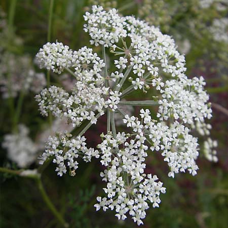 Peucedanum palustre \ Sumpf-Haarstrang / Marsh Hog's Parsley, Milk Parsley, S Norra Kvill 11.8.2009