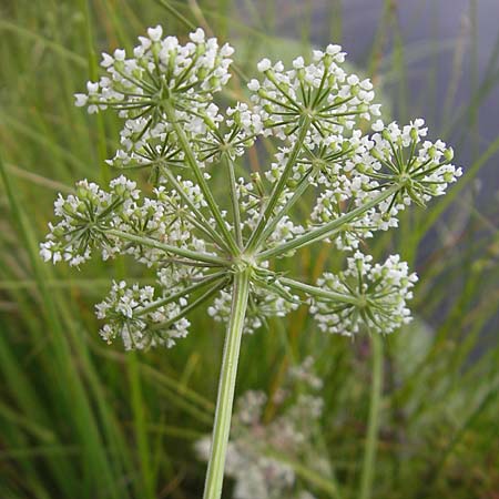 Peucedanum palustre \ Sumpf-Haarstrang / Marsh Hog's Parsley, Milk Parsley, S Norra Kvill 11.8.2009