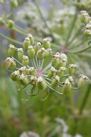 Peucedanum palustre \ Sumpf-Haarstrang / Marsh Hog's Parsley, Milk Parsley, S Norra Kvill 11.8.2009