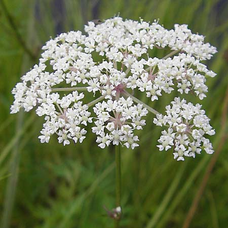 Peucedanum palustre \ Sumpf-Haarstrang / Marsh Hog's Parsley, Milk Parsley, S Norra Kvill 11.8.2009