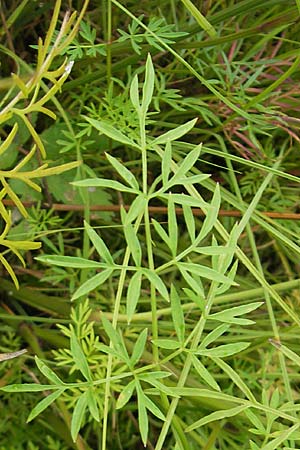 Peucedanum palustre \ Sumpf-Haarstrang / Marsh Hog's Parsley, Milk Parsley, S Norra Kvill 11.8.2009